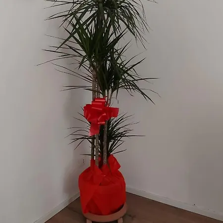 A Casa Di Elena * Palermo